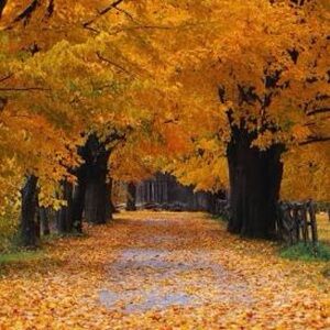 Fashion Forward Outlet